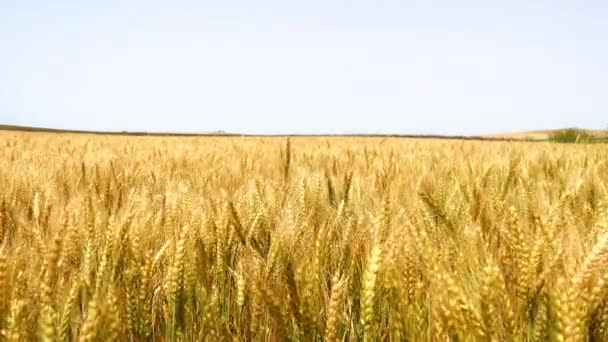 Pellets de fertilizante para el césped o el huerto (4K ) — Vídeo de stock