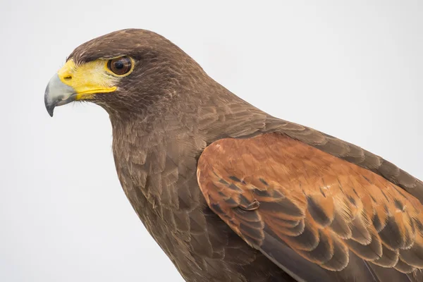 Aquila attentamente osservando attentamente — Foto Stock