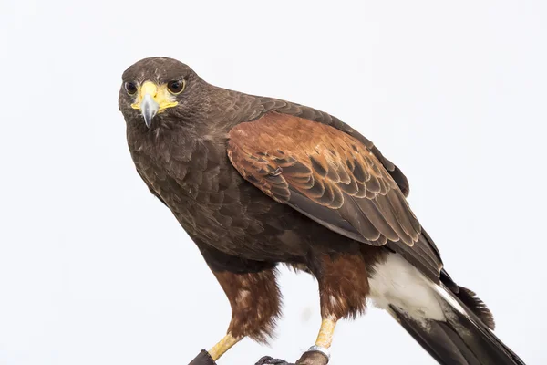 Eagle closely watching intently — Stock Photo, Image