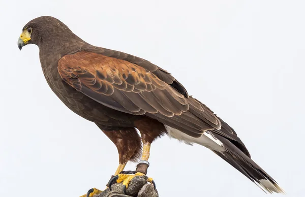 Aquila attentamente osservando attentamente — Foto Stock