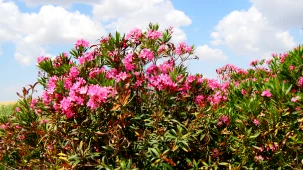 Flowering Nerium oleander (4K) — Stock Video