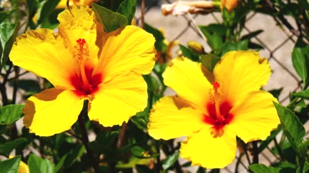 Желтые цветы hisbiscus (4K ) — стоковое видео