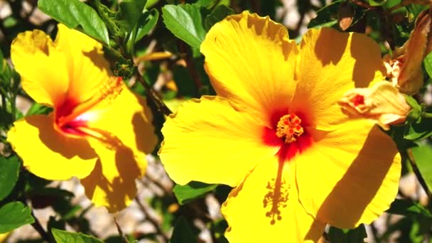 Gele bloemen hisbiscus (4k) — Stockvideo