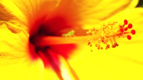 Hisbiscus fleurs jaunes (4K ) — Video