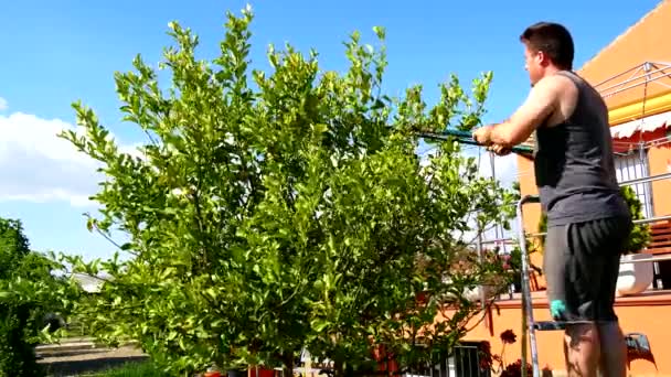 El hombre poda un limonero (4K ) — Vídeo de stock