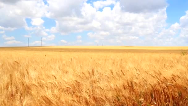 Rijp tarwe veld, blauwe hemel, witte wolken (4k) — Stockvideo