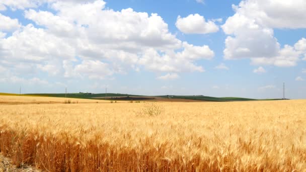 Champ de blé mûr, ciel bleu, nuages blancs (4K )