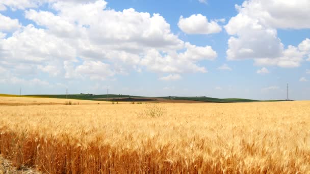 Campo di grano maturo, cielo blu, nuvole bianche (4K ) — Video Stock