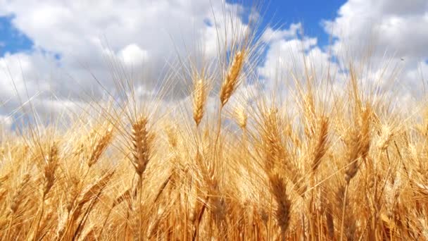 Campo de trigo maduro, céu azul, nuvens brancas (4K ) — Vídeo de Stock