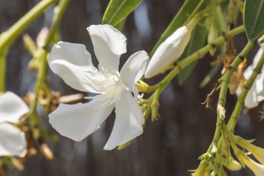 Beyaz çiçek Nerium oleander 