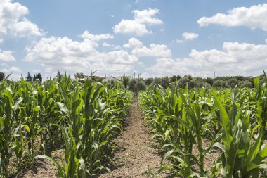 Büyüyen mısır mahsul