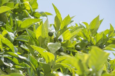 Olgunlaşmamış portakal ağacı büyüyen