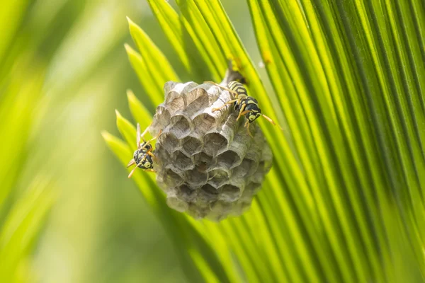 Wespen bauen ein Nest in einem Palmblatt — Stockfoto