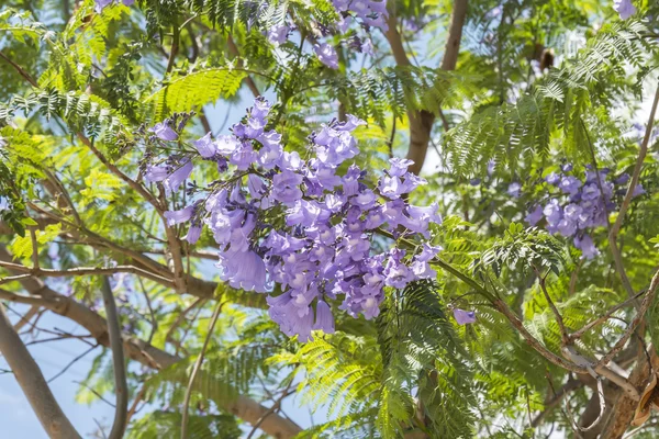 Jacaranda tree flowers — Stock Photo, Image