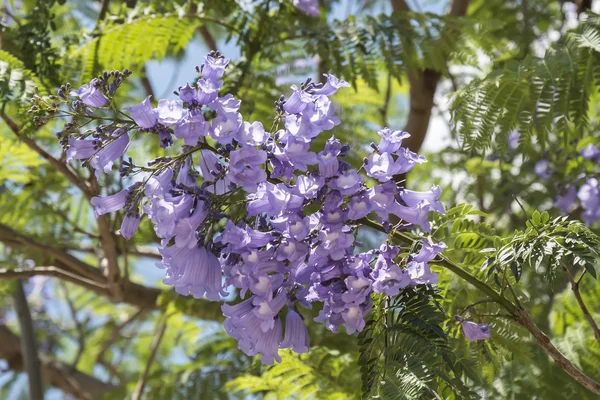 Jacaranda árvores flores — Fotografia de Stock