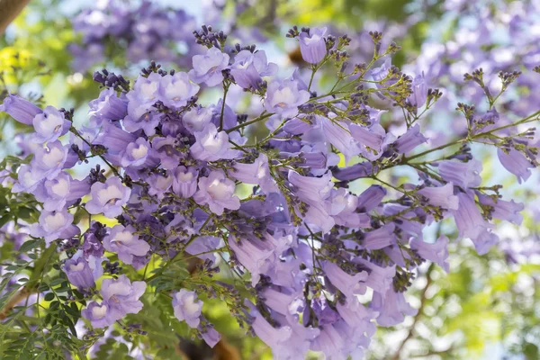 Jacaranda tree flowers — Stock Photo, Image