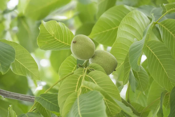 Nueces inmaduras en el árbol — Foto de Stock