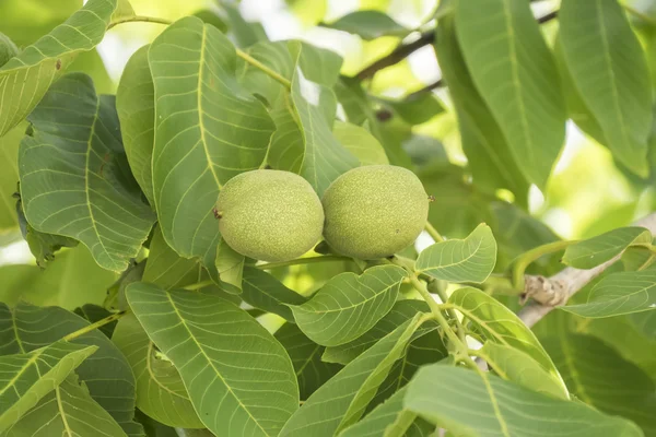 Nueces inmaduras en el árbol — Foto de Stock