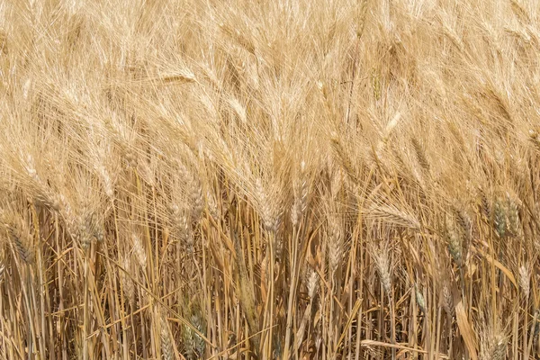 Skörden mogen vete — Stockfoto