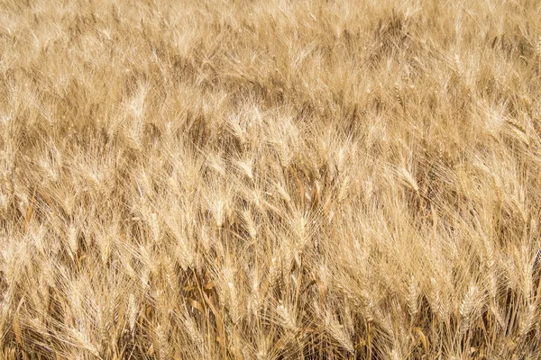 Panen gandum matang — Stok Foto