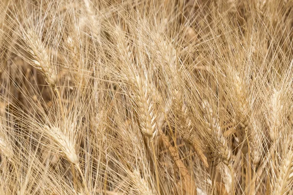 Récolte de blé mûr — Photo