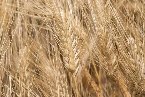 Récolte de blé mûr — Photo