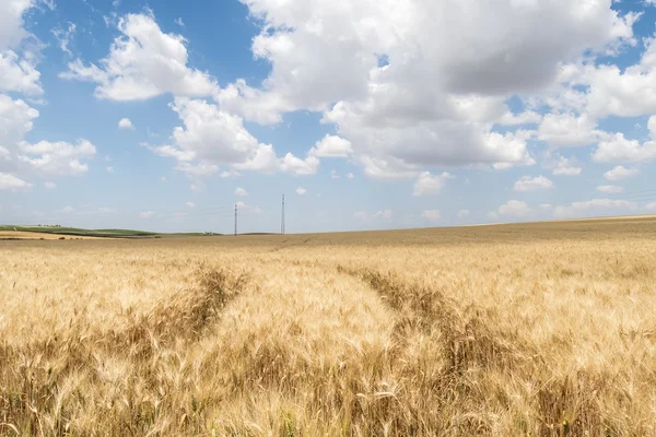 Sklizeň zralé pšenice — Stock fotografie