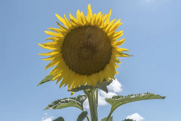 Tournesol au soleil — Photo