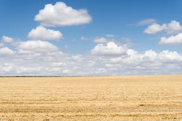 Collected wheat field — Stockfoto