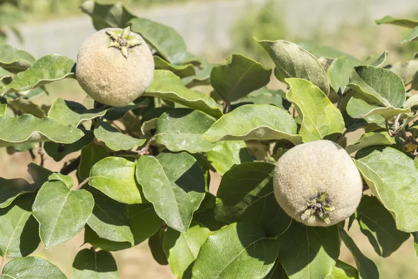 Membrillo inmaduro en el árbol — Foto de Stock