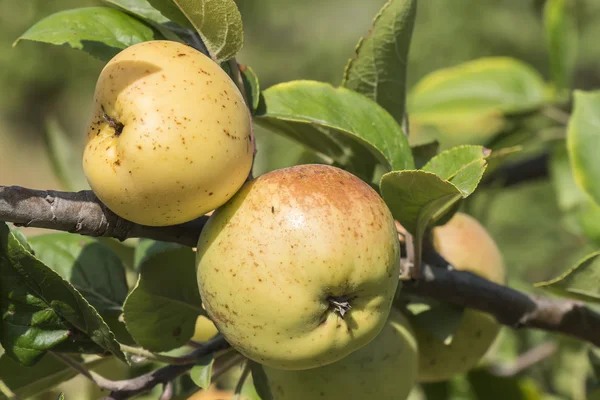 Apples on the tree, apple tree — Stock Photo, Image