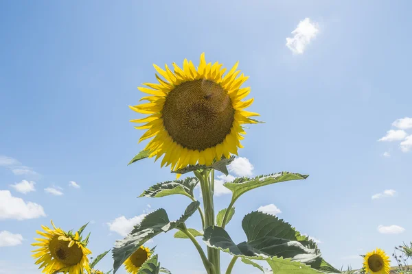 Tournesol au soleil — Photo