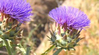 Bloom, enginar çiçek (4k enginar)