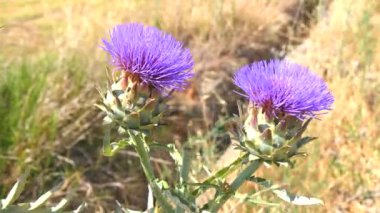 Bloom, enginar çiçek (4k enginar)