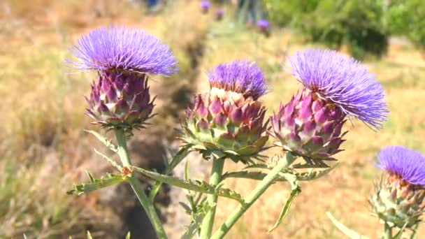 ブルームは、アーティ チョークの花 (4 k でアーティ チョーク) — ストック動画