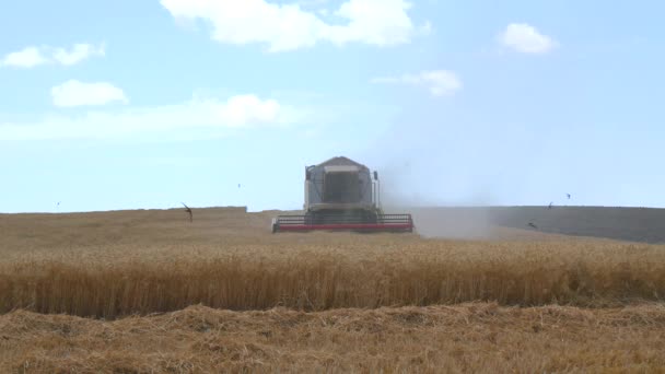 Harvester collecting wheat (4k) — Stock Video