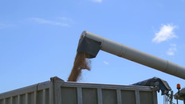 Harvester unloading wheat (4K) — Stock Video