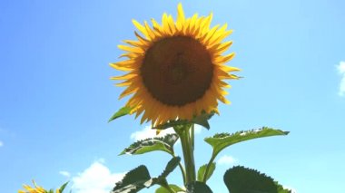 Ayçiçeği güneş (4k altında)