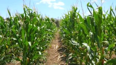 Mısır sapı (4k olgunlaşmamış koçanı alanıyla)