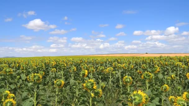 Sonnenblumen unter der Sonne (4k) — Stockvideo