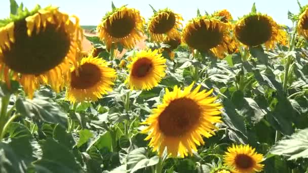 Girasoles bajo el sol (4k ) — Vídeos de Stock