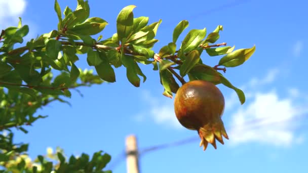 Granátové jablko stromu (4k) — Stock video