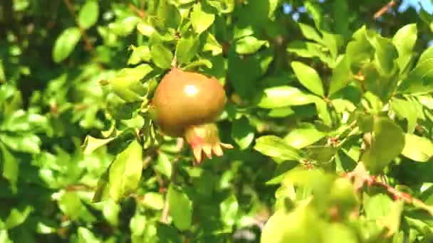 Granaatappelboom (4k) — Stockvideo