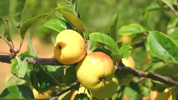 Яблоки на дереве, яблоня (4K ) — стоковое видео