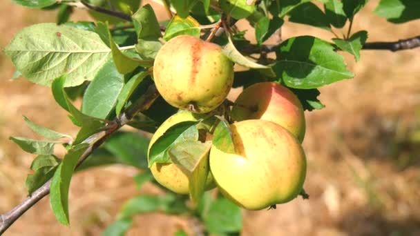 Manzanas en el árbol, manzano (4K ) — Vídeos de Stock