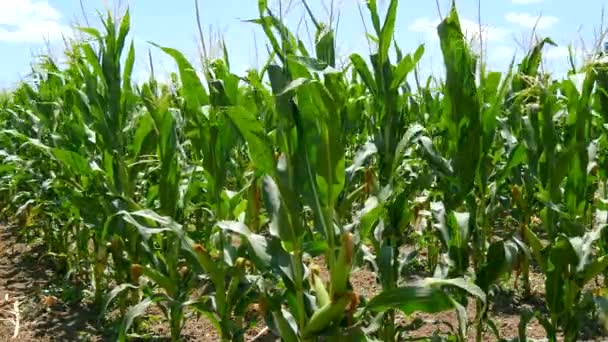 Кукурузное поле с незрелыми початками в стебле (4k ) — стоковое видео