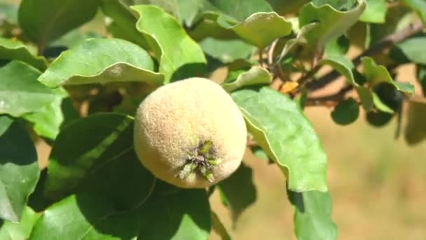 Unripe quince on the tree (4K) — Stock Video
