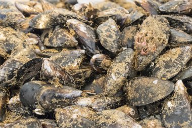 Balık pazarında kaplarda midye