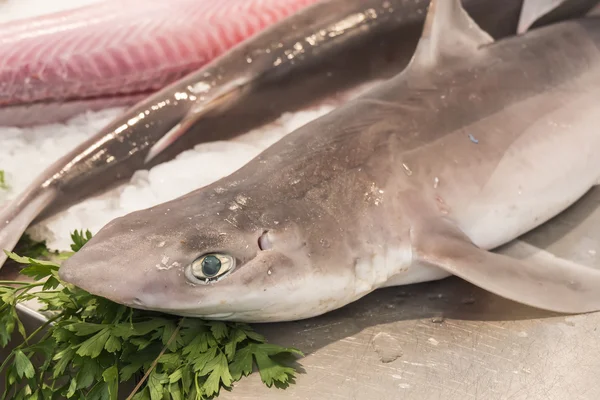 Shark on local market fishmonger — Stock Photo, Image