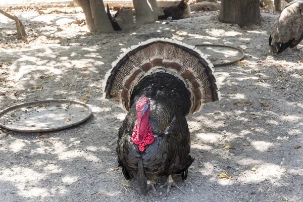 Volně žijící Turecko (meleagris gallopavo) — Stock fotografie